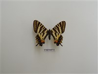 藏品(鳳蝶)的圖片